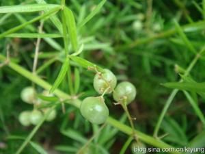 非洲天门冬