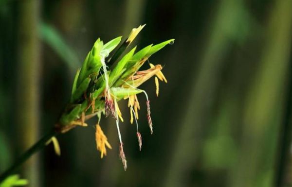 竹子花有什么药用价值 竹子花的功效与作用