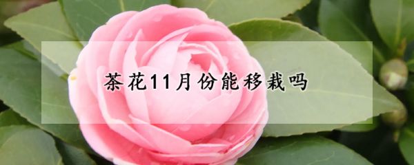 茶花11月份能移栽吗