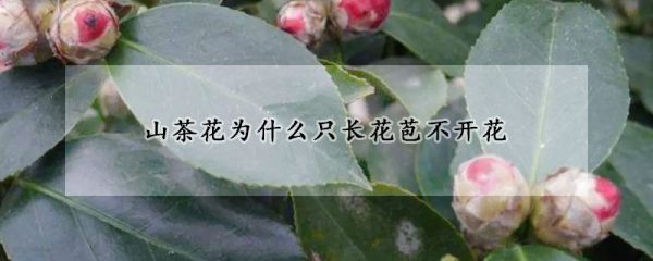 山茶花为什么只长花苞不开花