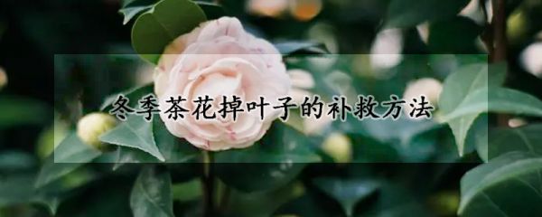 冬季茶花掉叶子的补救方法