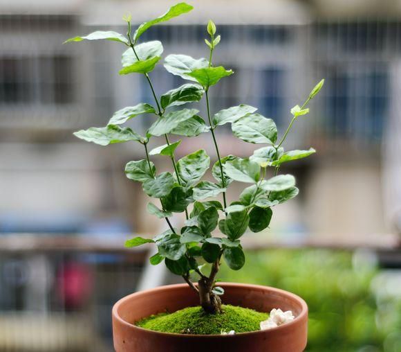 夏季茉莉花开败后的修剪攻略，下一茬能否多开花关键就看这一点了