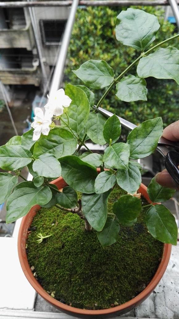 夏季茉莉花开败后的修剪攻略，下一茬能否多开花关键就看这一点了