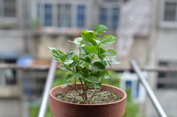 夏季茉莉花开败后的修剪攻略，下一茬能否多开花关键就看这一点了