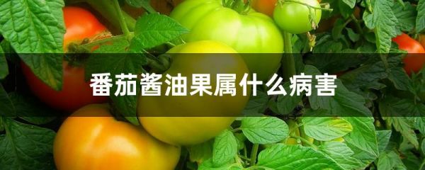 番茄酱油果属什么病害