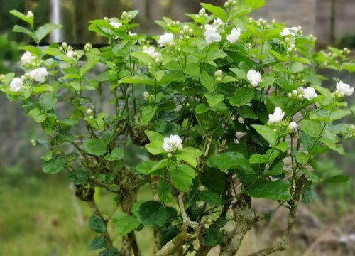 秋季如何管理茉莉花开花快