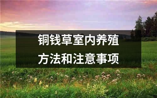 铜钱草室内养殖方法和注意事项