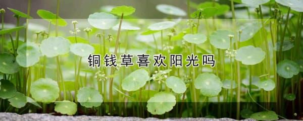 铜钱草喜欢阳光吗