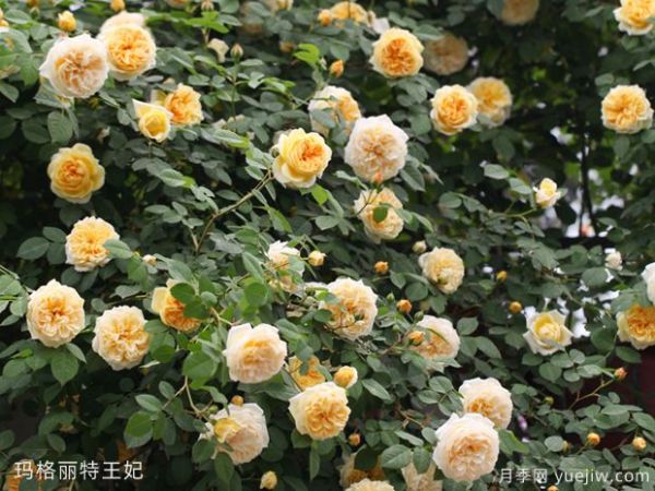 推荐10个花期***长的藤本月季品种(图6)