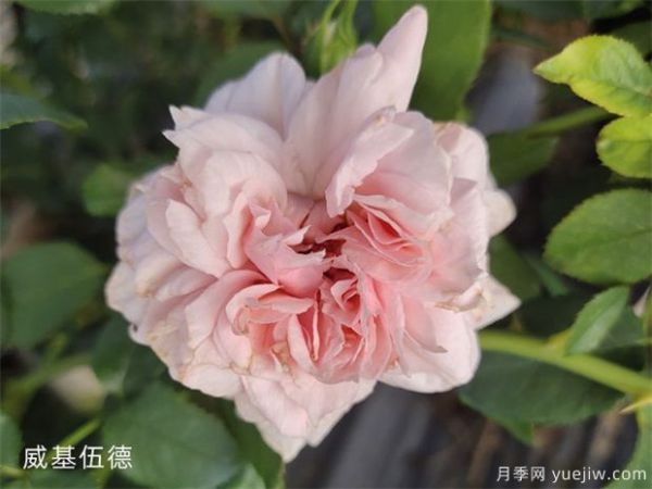 推荐10个花期***长的藤本月季品种(图10)