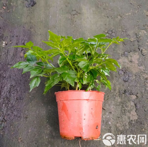 幸福树盆栽 室内花卉绿植创意盆栽净化空气