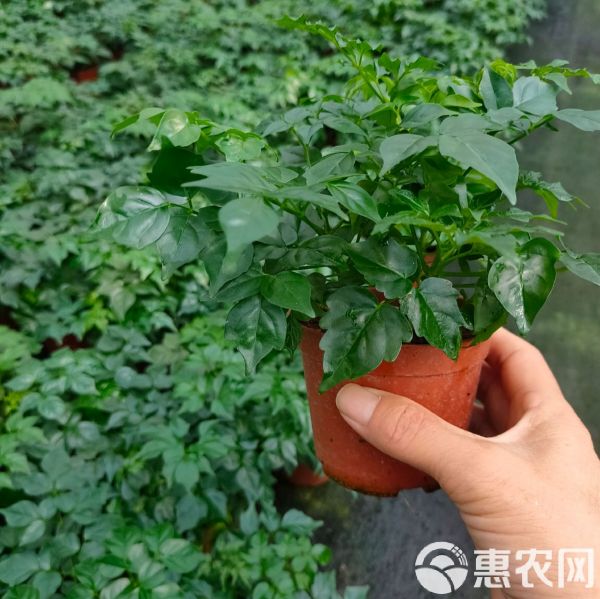 幸福树盆栽 室内花卉绿植创意盆栽净化空气