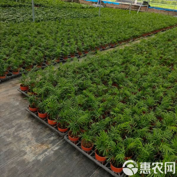 幸福树盆栽 室内花卉绿植创意盆栽净化空气