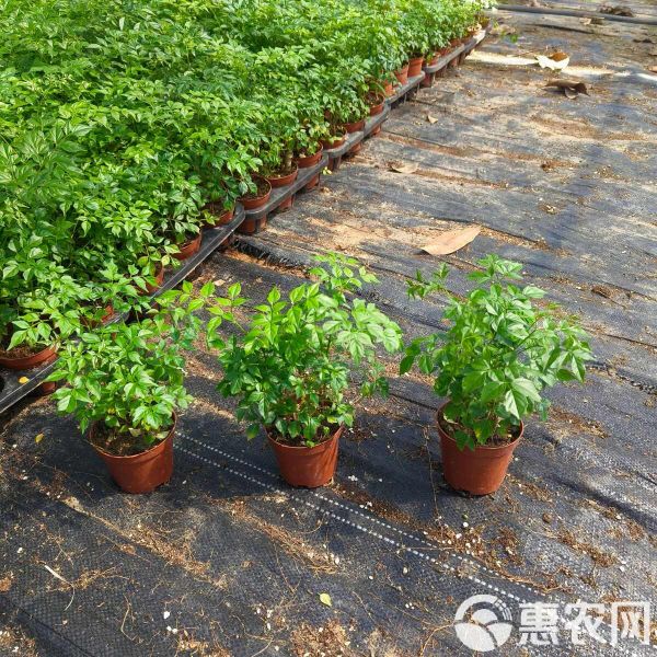 幸福树盆栽 室内花卉绿植创意盆栽净化空气