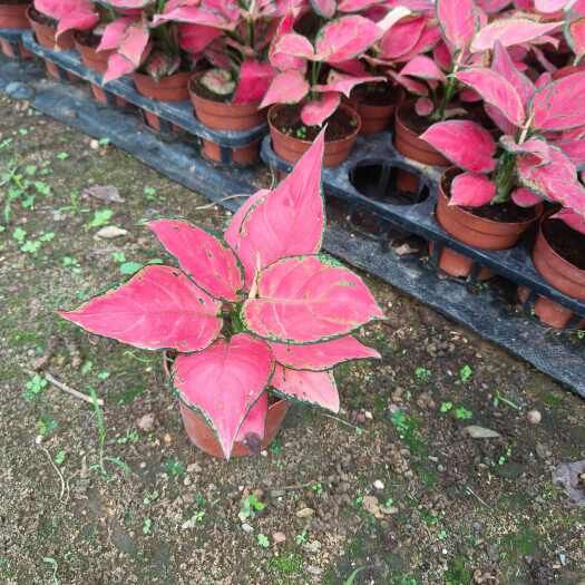 彩叶万年青 吉利红万年青粗肋草室内彩叶绿植净化空气可水培