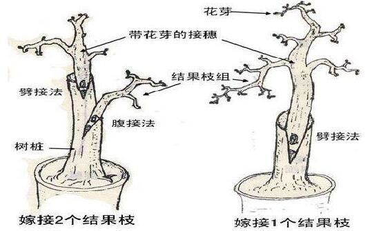 榕树盆景怎么修剪，榕树盆景修剪方法