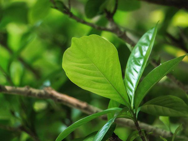 栀子花叶子发黄是什么原因