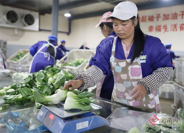 云南会泽万亩蔬菜成“香饽饽”，安徽枞阳蘑菇种植装上“数字芯片”