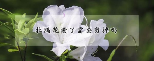 杜鹃花谢了需要剪掉吗