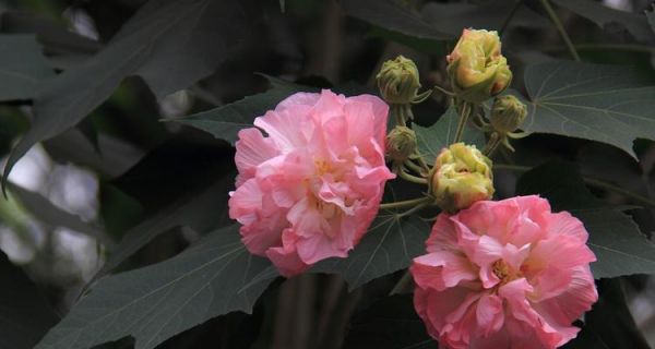 芙蓉花的盛开时节（赏花时间、观赏地点及相关文化）