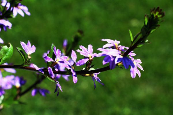 紫扇花（Scaevola aemula）——草本植物22