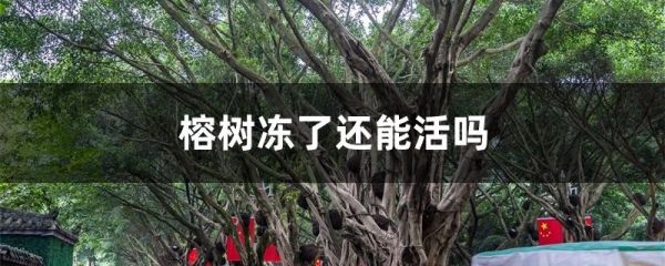 榕树冻了还能活吗