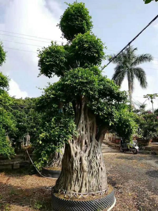 景观造型大榕树，盆景榕高2～5米图片