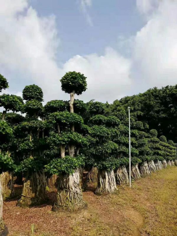 景观造型大榕树，盆景榕高2～5米图片