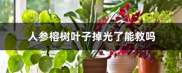 人参榕树叶子掉光了能救吗