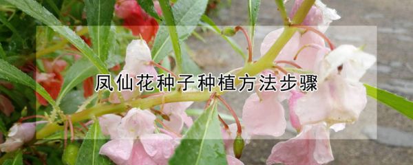 凤仙花种子种植方法步骤