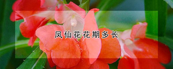 凤仙花花期多长