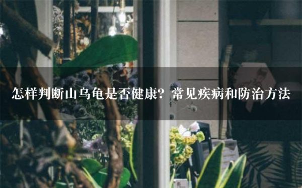 怎样判断山乌龟是否健康？常见疾病和防治方法