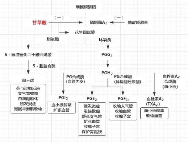 花生四烯酸（PLA2/AA）/磷脂酶A2