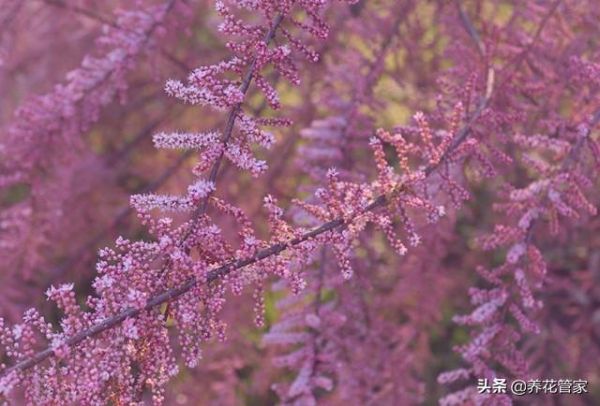 沙漠植物有哪些种类（盘点八大沙漠植物）