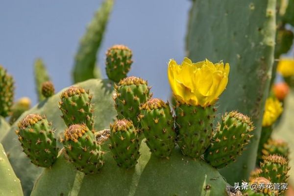 沙漠植物有哪些种类（盘点八大沙漠植物）