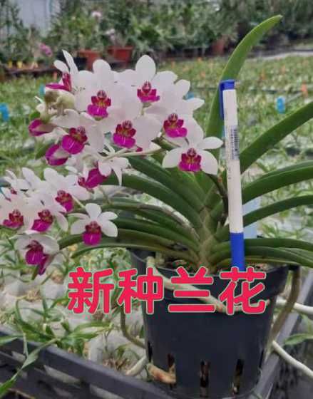 开过花的兰花怎么处理 兰花开完花后的花茎怎样处理