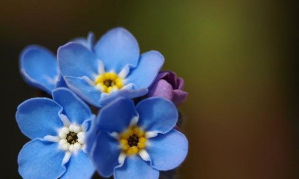 勿忘我花的象征意义及传说故事（追寻记忆的芬芳—勿忘我花的美丽与意义）