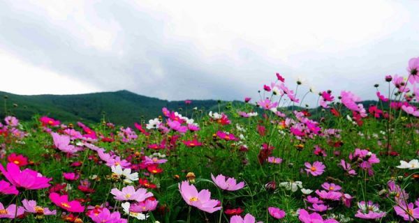 波斯菊的花语和象征意义（探寻这朵花的内涵）