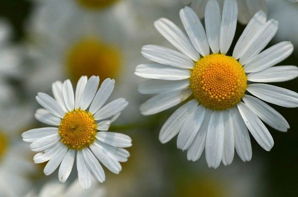 日常生活中常见的花的花语你知道多少？