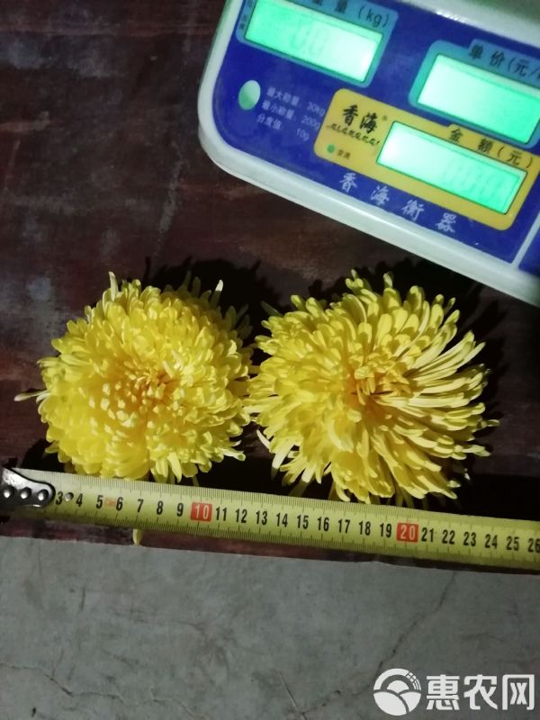 菊花茶 临泉百草园中药材种植专业合作，金丝菊，皇菊，香菊基地批量供货