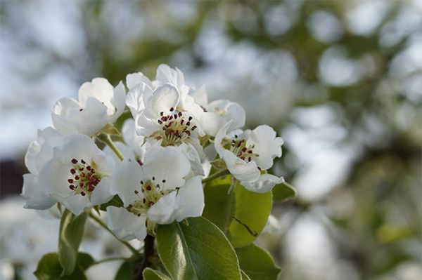 白色苹果花花朵图片素材