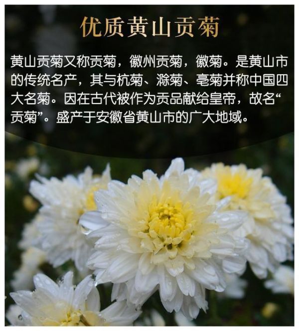 中国地理标志产品系列（安徽篇）——黄山贡菊