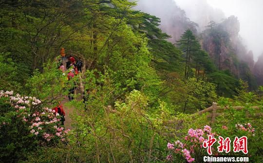 黄山杜鹃在云雾缭绕中盛开。　侯晏 摄