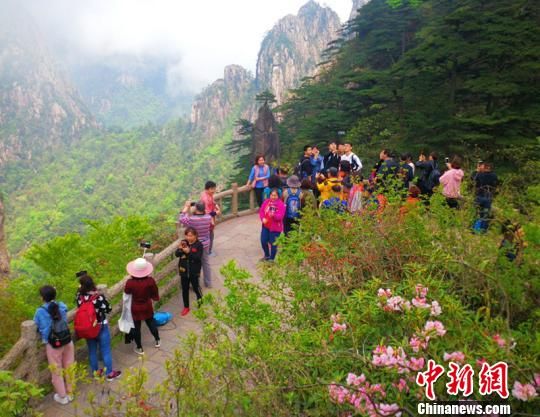 黄山群山树木葱翠，黄山杜鹃花成为山中一抹鲜红。　侯晏 摄