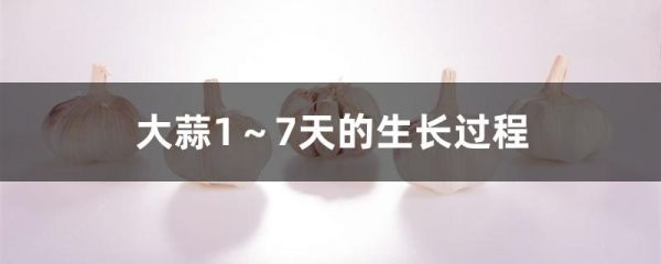 大蒜1～7天的生长过程