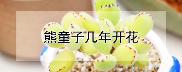 熊童子几年开花