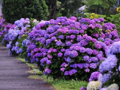 种花在几月份比较好？