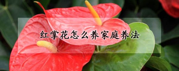 红掌花怎么养家庭养法