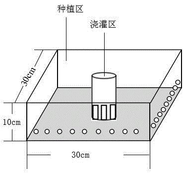 一种金线莲盆栽种植方法与流程