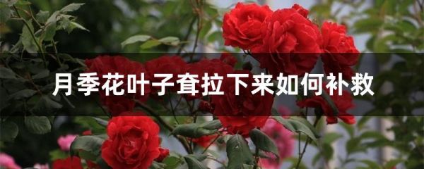 月季花叶子耷拉下来如何补救